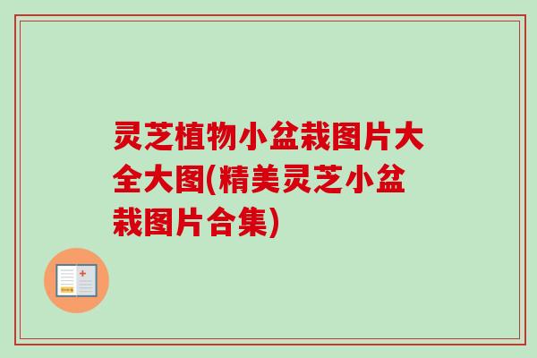 灵芝植物小盆栽图片大全大图(精美灵芝小盆栽图片合集)-第1张图片-卓越灵芝孢子粉