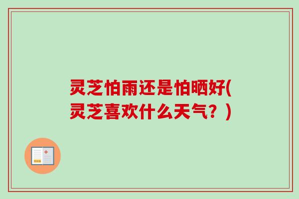 灵芝怕雨还是怕晒好(灵芝喜欢什么天气？)-第1张图片-卓越灵芝孢子粉