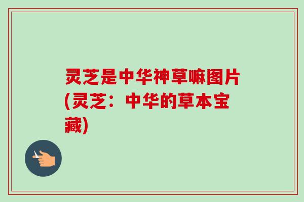 灵芝是中华神草嘛图片(灵芝：中华的草本宝藏)-第1张图片-卓越灵芝孢子粉