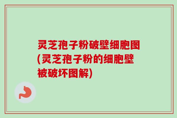 灵芝孢子粉破壁细胞图(灵芝孢子粉的细胞壁被破坏图解)-第1张图片-卓越灵芝孢子粉