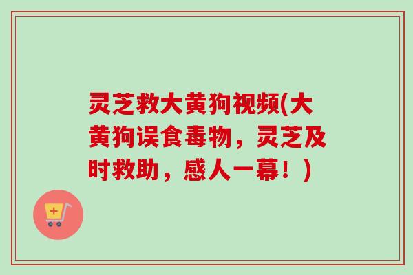 灵芝救大黄狗视频(大黄狗误食毒物,灵芝及时救助,感人一幕!)-第1张图片-卓越灵芝孢子粉 灵芝救大黄狗视频(大黄狗误食毒物,灵芝及时救助,感人一幕!)-第1张图片-卓越灵芝孢子粉
