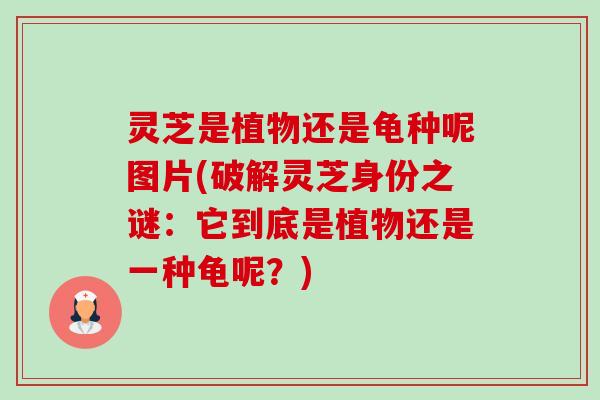 灵芝是植物还是龟种呢图片(破解灵芝身份之谜:它到底是植物还是一种龟呢?)-第1张图片-卓越灵芝孢子粉 灵芝是植物还是龟种呢图片(破解灵芝身份之谜:它到底是植物还是一种龟呢?)-第1张图片-卓越灵芝孢子粉