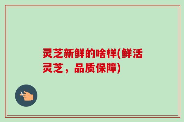 灵芝新鲜的啥样(鲜活灵芝,品质保障)-第1张图片-卓越灵芝孢子粉 灵芝新鲜的啥样(鲜活灵芝,品质保障)-第1张图片-卓越灵芝孢子粉
