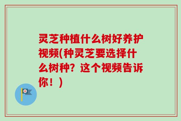 灵芝种植什么树好养护视频(种灵芝要选择什么树种?这个视频告诉你!)-第1张图片-卓越灵芝孢子粉 灵芝种植什么树好养护视频(种灵芝要选择什么树种?这个视频告诉你!)-第1张图片-卓越灵芝孢子粉