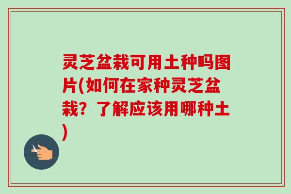 灵芝盆栽可用土种吗图片(如何在家种灵芝盆栽?了解应该用哪种土)-第1张图片-卓越灵芝孢子粉 灵芝盆栽可用土种吗图片(如何在家种灵芝盆栽?了解应该用哪种土)-第1张图片-卓越灵芝孢子粉