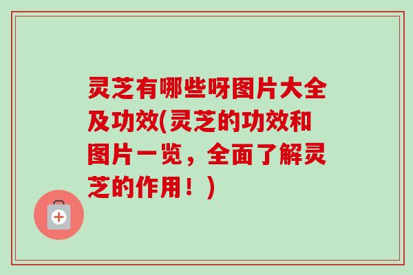 灵芝有哪些呀图片大全及功效(灵芝的功效和图片一览,全面了解灵芝的作用!)-第1张图片-卓越灵芝孢子粉 灵芝有哪些呀图片大全及功效(灵芝的功效和图片一览,全面了解灵芝的作用!)-第1张图片-卓越灵芝孢子粉