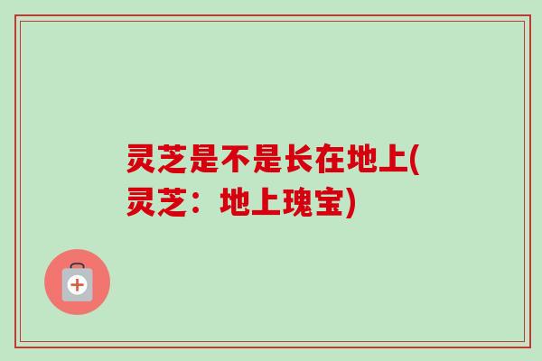 灵芝是不是长在地上(灵芝:地上瑰宝)-第1张图片-卓越灵芝孢子粉 灵芝是不是长在地上(灵芝:地上瑰宝)-第1张图片-卓越灵芝孢子粉