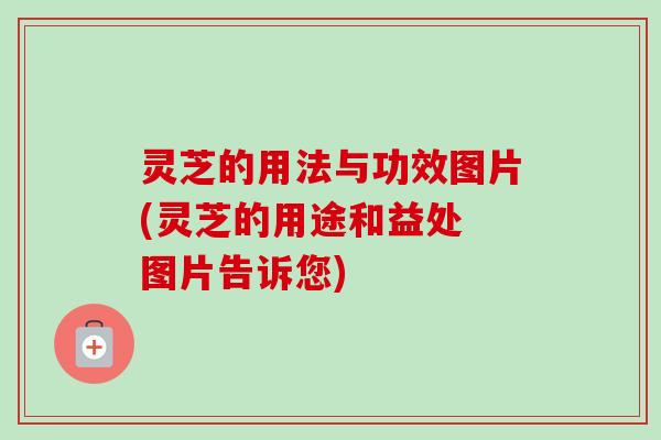 灵芝的用法与功效图片(灵芝的用途和益处 图片告诉您)-第1张图片-卓越灵芝孢子粉