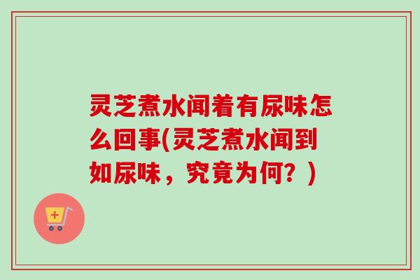 灵芝煮水闻着有尿味怎么回事(灵芝煮水闻到如尿味，究竟为何？)-第1张图片-卓越灵芝孢子粉
