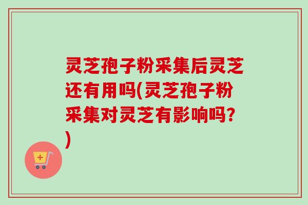 灵芝孢子粉采集后灵芝还有用吗(灵芝孢子粉采集对灵芝有影响吗?)-第1张图片-卓越灵芝孢子粉 灵芝孢子粉采集后灵芝还有用吗(灵芝孢子粉采集对灵芝有影响吗?)-第1张图片-卓越灵芝孢子粉