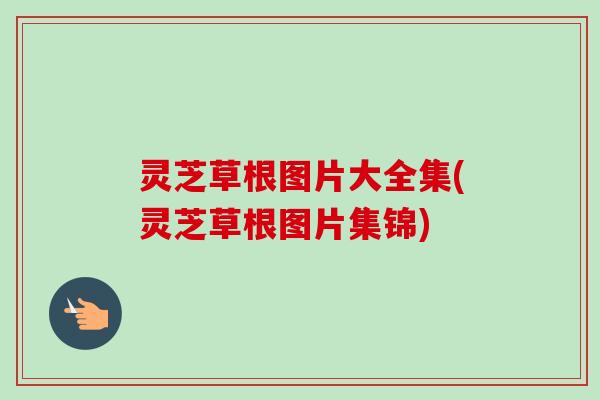 灵芝草根图片大全集(灵芝草根图片集锦)-第1张图片-卓越灵芝孢子粉 灵芝草根图片大全集(灵芝草根图片集锦)-第1张图片-卓越灵芝孢子粉