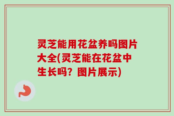 灵芝能用花盆养吗图片大全(灵芝能在花盆中生长吗?图片展示)-第1张图片-卓越灵芝孢子粉 灵芝能用花盆养吗图片大全(灵芝能在花盆中生长吗?图片展示)-第1张图片-卓越灵芝孢子粉