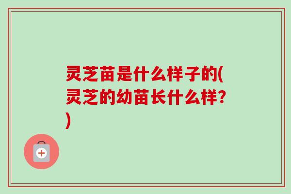 灵芝苗是什么样子的(灵芝的幼苗长什么样？)-第1张图片-卓越灵芝孢子粉