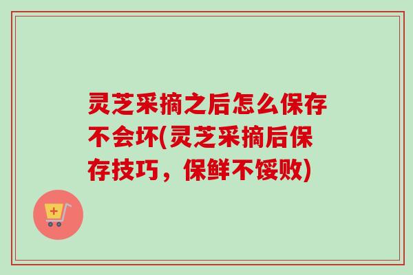 灵芝采摘之后怎么保存不会坏(灵芝采摘后保存技巧，保鲜不馁败)-第1张图片-卓越灵芝孢子粉