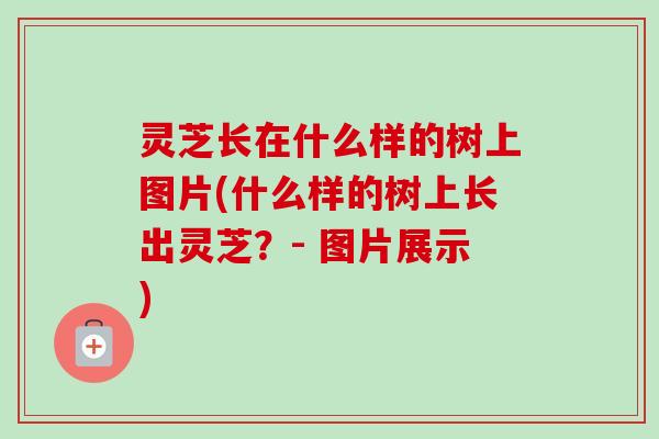 灵芝长在什么样的树上图片(什么样的树上长出灵芝？- 图片展示)-第1张图片-卓越灵芝孢子粉