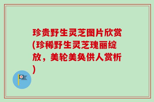 珍贵野生灵芝图片欣赏(珍稀野生灵芝瑰丽绽放,美轮美奂供人赏析)-第1张图片-卓越灵芝孢子粉 珍贵野生灵芝图片欣赏(珍稀野生灵芝瑰丽绽放,美轮美奂供人赏析)-第1张图片-卓越灵芝孢子粉