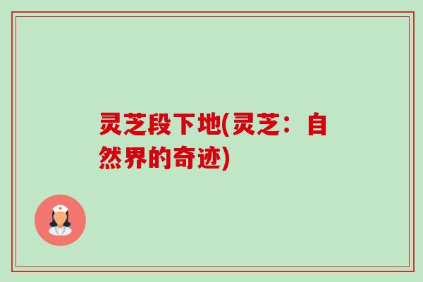 灵芝段下地(灵芝：自然界的奇迹)-第1张图片-卓越灵芝孢子粉