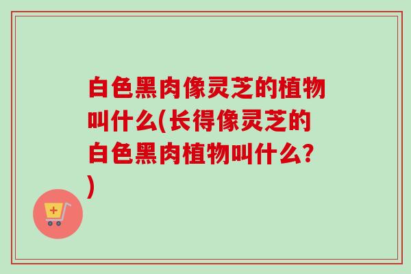 白色黑肉像灵芝的植物叫什么(长得像灵芝的白色黑肉植物叫什么?)-第1张图片-卓越灵芝孢子粉 白色黑肉像灵芝的植物叫什么(长得像灵芝的白色黑肉植物叫什么?)-第1张图片-卓越灵芝孢子粉