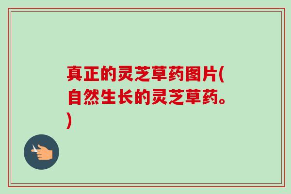 真正的灵芝草药图片(自然生长的灵芝草药。)-第1张图片-卓越灵芝孢子粉