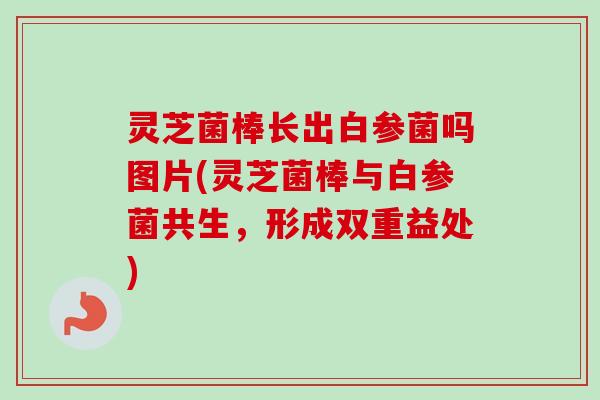灵芝菌棒长出白参菌吗图片(灵芝菌棒与白参菌共生,形成双重益处)-第1张图片-卓越灵芝孢子粉 灵芝菌棒长出白参菌吗图片(灵芝菌棒与白参菌共生,形成双重益处)-第1张图片-卓越灵芝孢子粉