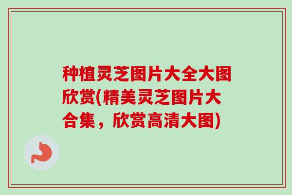 种植灵芝图片大全大图欣赏(精美灵芝图片大合集,欣赏高清大图)-第1张图片-卓越灵芝孢子粉 种植灵芝图片大全大图欣赏(精美灵芝图片大合集,欣赏高清大图)-第1张图片-卓越灵芝孢子粉