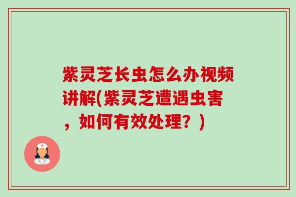 紫灵芝长虫怎么办视频讲解(紫灵芝遭遇虫害，如何有效处理？)-第1张图片-卓越灵芝孢子粉