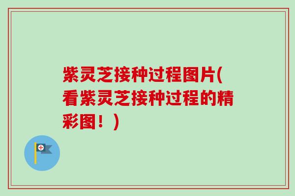 紫灵芝接种过程图片(看紫灵芝接种过程的精彩图!)-第1张图片-卓越灵芝孢子粉 紫灵芝接种过程图片(看紫灵芝接种过程的精彩图!)-第1张图片-卓越灵芝孢子粉