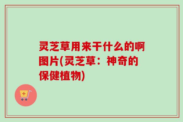 灵芝草用来干什么的啊图片(灵芝草:神奇的保健植物)-第1张图片-卓越灵芝孢子粉 灵芝草用来干什么的啊图片(灵芝草:神奇的保健植物)-第1张图片-卓越灵芝孢子粉