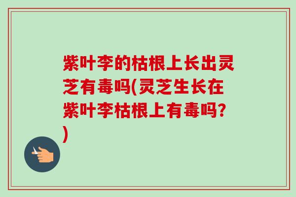 紫叶李的枯根上长出灵芝有毒吗(灵芝生长在紫叶李枯根上有毒吗?)-第1张图片-卓越灵芝孢子粉 紫叶李的枯根上长出灵芝有毒吗(灵芝生长在紫叶李枯根上有毒吗?)-第1张图片-卓越灵芝孢子粉