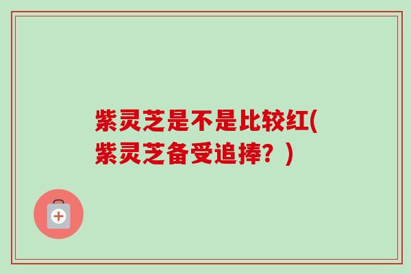 紫灵芝是不是比较红(紫灵芝备受追捧？)-第1张图片-卓越灵芝孢子粉