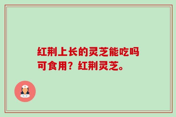 红荆上长的灵芝能吃吗可食用？红荆灵芝。-第1张图片-卓越灵芝孢子粉