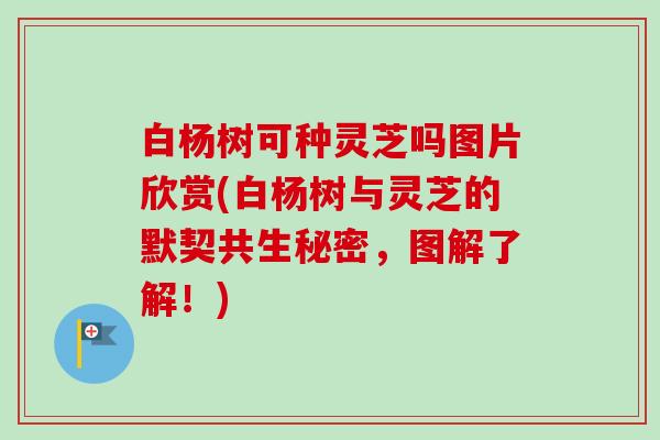 白杨树可种灵芝吗图片欣赏(白杨树与灵芝的默契共生秘密，图解了解！)-第1张图片-卓越灵芝孢子粉