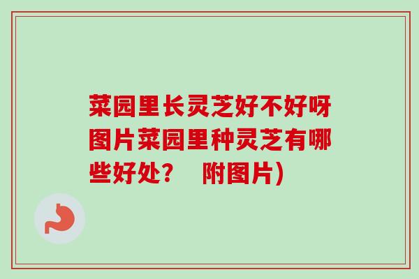 菜园里长灵芝好不好呀图片菜园里种灵芝有哪些好处？  附图片)-第1张图片-卓越灵芝孢子粉