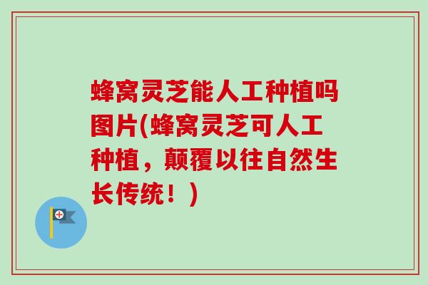蜂窝灵芝能人工种植吗图片(蜂窝灵芝可人工种植,颠覆以往自然生长传统!)-第1张图片-卓越灵芝孢子粉 蜂窝灵芝能人工种植吗图片(蜂窝灵芝可人工种植,颠覆以往自然生长传统!)-第1张图片-卓越灵芝孢子粉