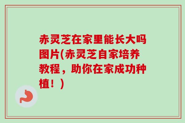 赤灵芝在家里能长大吗图片(赤灵芝自家培养教程，助你在家成功种植！)-第1张图片-卓越灵芝孢子粉
