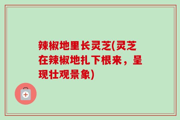辣椒地里长灵芝(灵芝在辣椒地扎下根来,呈现壮观景象)-第1张图片-卓越灵芝孢子粉 辣椒地里长灵芝(灵芝在辣椒地扎下根来,呈现壮观景象)-第1张图片-卓越灵芝孢子粉