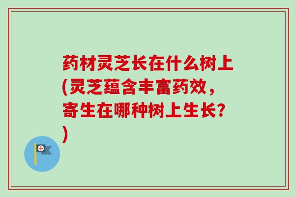 药材灵芝长在什么树上(灵芝蕴含丰富药效，寄生在哪种树上生长？)-第1张图片-卓越灵芝孢子粉