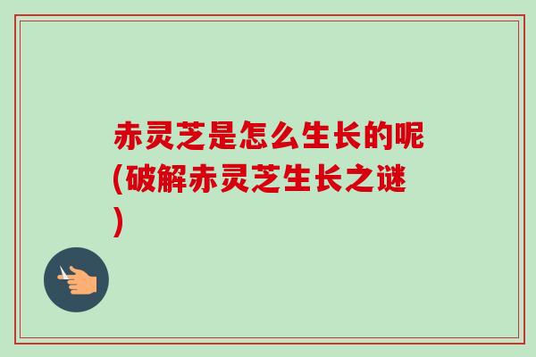 赤灵芝是怎么生长的呢(破解赤灵芝生长之谜)-第1张图片-卓越灵芝孢子粉 赤灵芝是怎么生长的呢(破解赤灵芝生长之谜)-第1张图片-卓越灵芝孢子粉