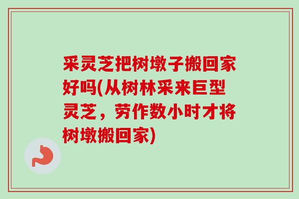 采灵芝把树墩子搬回家好吗(从树林采来巨型灵芝,劳作数小时才将树墩搬回家)-第1张图片-卓越灵芝孢子粉 采灵芝把树墩子搬回家好吗(从树林采来巨型灵芝,劳作数小时才将树墩搬回家)-第1张图片-卓越灵芝孢子粉