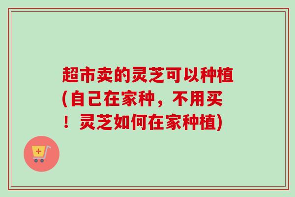 超市卖的灵芝可以种植(自己在家种,不用买!灵芝如何在家种植)-第1张图片-卓越灵芝孢子粉 超市卖的灵芝可以种植(自己在家种,不用买!灵芝如何在家种植)-第1张图片-卓越灵芝孢子粉
