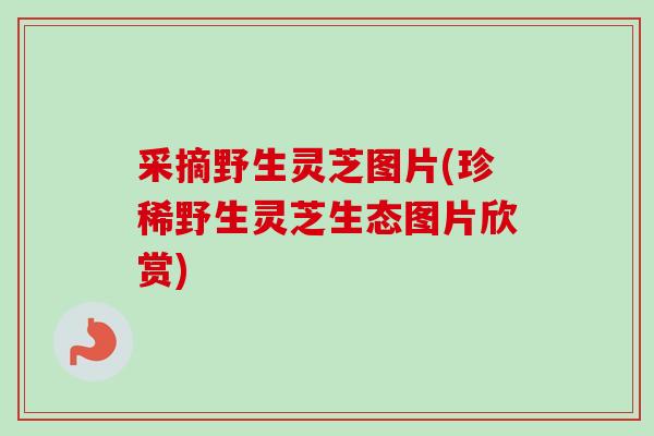 采摘野生灵芝图片(珍稀野生灵芝生态图片欣赏)-第1张图片-卓越灵芝孢子粉 采摘野生灵芝图片(珍稀野生灵芝生态图片欣赏)-第1张图片-卓越灵芝孢子粉