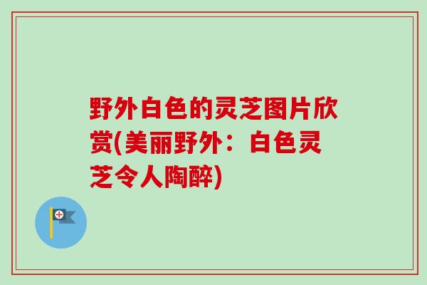 野外白色的灵芝图片欣赏(美丽野外:白色灵芝令人陶醉)-第1张图片-卓越灵芝孢子粉 野外白色的灵芝图片欣赏(美丽野外:白色灵芝令人陶醉)-第1张图片-卓越灵芝孢子粉
