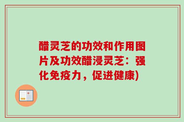 醋灵芝的功效和作用图片及功效醋浸灵芝：强化免疫力，促进健康)-第1张图片-卓越灵芝孢子粉