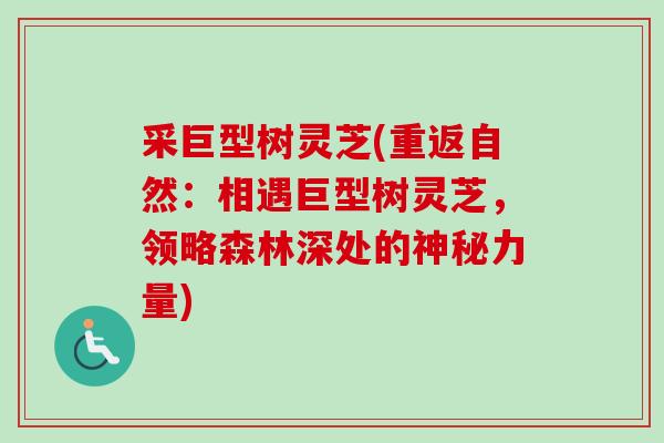 采巨型树灵芝(重返自然：相遇巨型树灵芝，领略森林深处的神秘力量)-第1张图片-卓越灵芝孢子粉