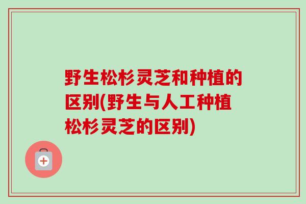 野生松杉灵芝和种植的区别(野生与人工种植松杉灵芝的区别)-第1张图片-卓越灵芝孢子粉 野生松杉灵芝和种植的区别(野生与人工种植松杉灵芝的区别)-第1张图片-卓越灵芝孢子粉