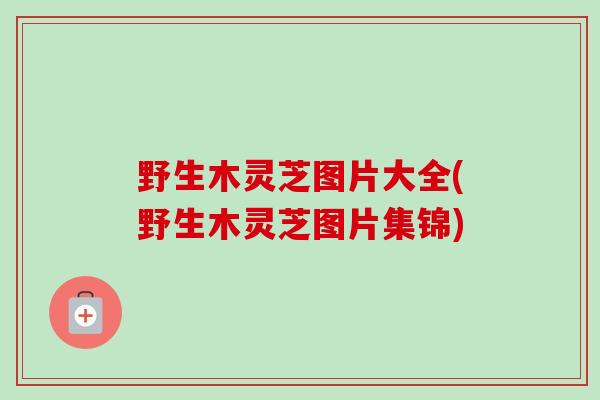 野生木灵芝图片大全(野生木灵芝图片集锦)-第1张图片-卓越灵芝孢子粉 野生木灵芝图片大全(野生木灵芝图片集锦)-第1张图片-卓越灵芝孢子粉