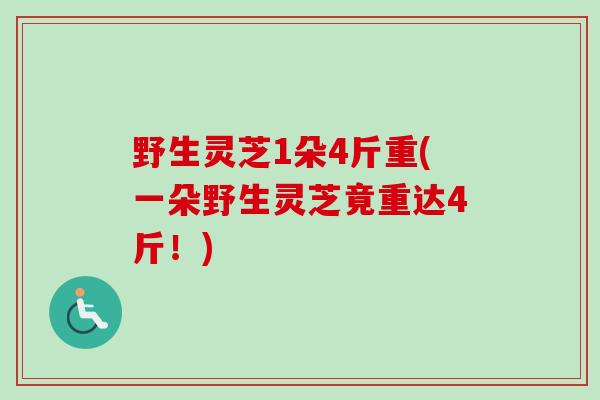 野生灵芝1朵4斤重(一朵野生灵芝竟重达4斤!)-第1张图片-卓越灵芝孢子粉 野生灵芝1朵4斤重(一朵野生灵芝竟重达4斤!)-第1张图片-卓越灵芝孢子粉