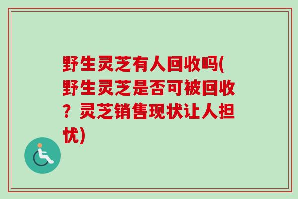 野生灵芝有人回收吗(野生灵芝是否可被回收？灵芝销售现状让人担忧)-第1张图片-卓越灵芝孢子粉