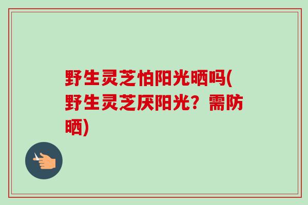 野生灵芝怕阳光晒吗(野生灵芝厌阳光?需防晒)-第1张图片-卓越灵芝孢子粉 野生灵芝怕阳光晒吗(野生灵芝厌阳光?需防晒)-第1张图片-卓越灵芝孢子粉