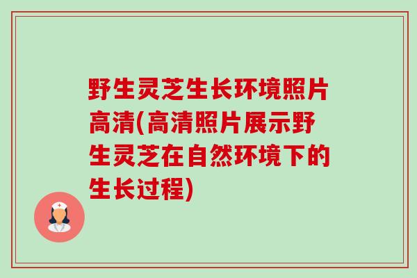 野生灵芝生长环境照片高清(高清照片展示野生灵芝在自然环境下的生长过程)-第1张图片-卓越灵芝孢子粉 野生灵芝生长环境照片高清(高清照片展示野生灵芝在自然环境下的生长过程)-第1张图片-卓越灵芝孢子粉
